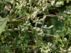 Nothosaerva brachiata