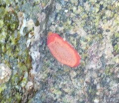 Lissothuria nutriens