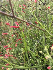 Gambelia juncea