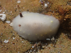 Cadlina flavomaculata