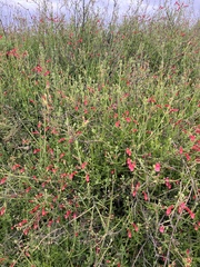 Gambelia juncea