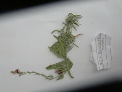 Oenothera tetraptera