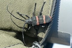 Ceroplesis orientalis