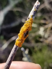 Polycauliona candelaria