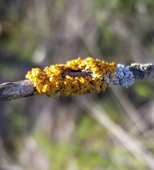 Polycauliona candelaria