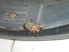 Polyphylla decemlineata