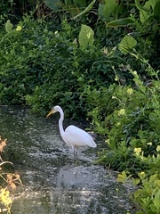 Ardea alba egretta