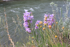 Penstemon eriantherus