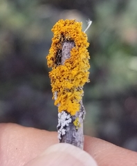 Polycauliona candelaria