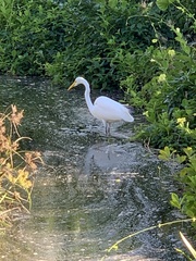 Ardea alba egretta
