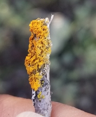 Polycauliona candelaria