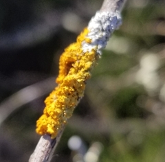 Polycauliona candelaria