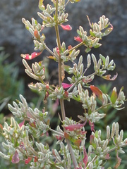 Nothosaerva brachiata