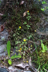 Erythranthe alsinoides