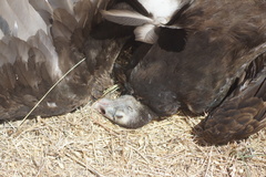Cathartes aura