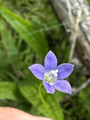 Wahlenbergia violacea