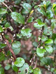 Eurya crenatifolia