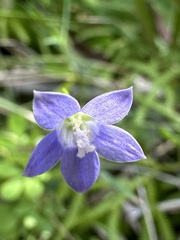 Wahlenbergia violacea