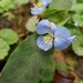 Commelina virginica - Photo (c) Suzanne Cadwell,  זכויות יוצרים חלקיות (CC BY-NC), הועלה על ידי Suzanne Cadwell