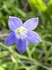 Wahlenbergia violacea