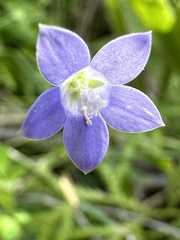 Wahlenbergia violacea
