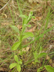 Pterocaulon redolens