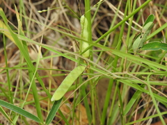 Galactia tenuiflora