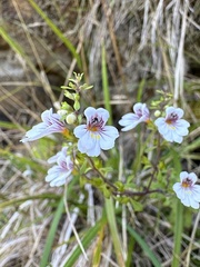 Euphrasia cuneata