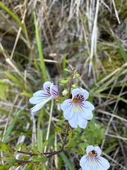 Euphrasia cuneata