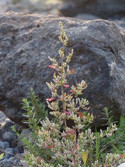 Nothosaerva brachiata