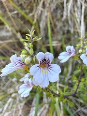 Euphrasia cuneata
