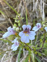 Euphrasia cuneata