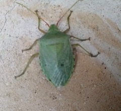 Chlorocoris rufopictus