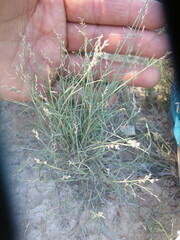 Cynodonteae