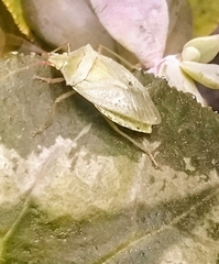 Chlorocoris rufopictus