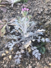 Collomia heterophylla