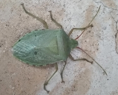 Chlorocoris rufopictus