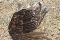 Cathartes aura