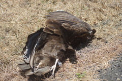 Cathartes aura