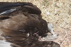 Cathartes aura