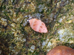 Amphissa versicolor