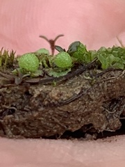 Asterella tenella
