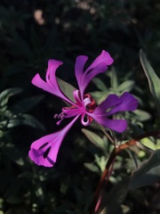 Clarkia concinna