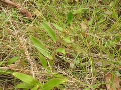 Eremophila debilis