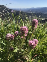Castilleja exserta