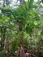 Bactris maraja