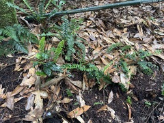 Asplenium normale