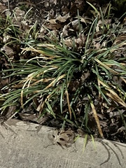 Ophiopogoneae