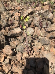 Euphorbia crenulata