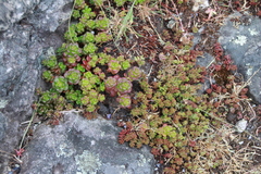 Sedum oreganum